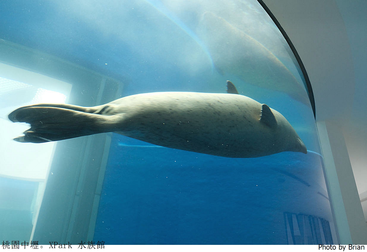 桃園親子景點青埔 XPark 水族館。桃園高鐵站旁都會型水族館 桃園親子景點青埔 XPark 水族館。桃園高鐵站旁都會型水族館