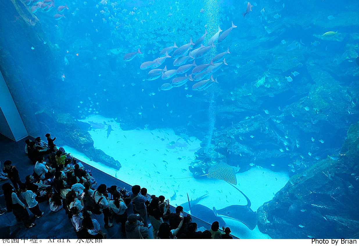 桃園親子景點青埔 XPark 水族館。桃園高鐵站旁都會型水族館 桃園親子景點青埔 XPark 水族館。桃園高鐵站旁都會型水族館