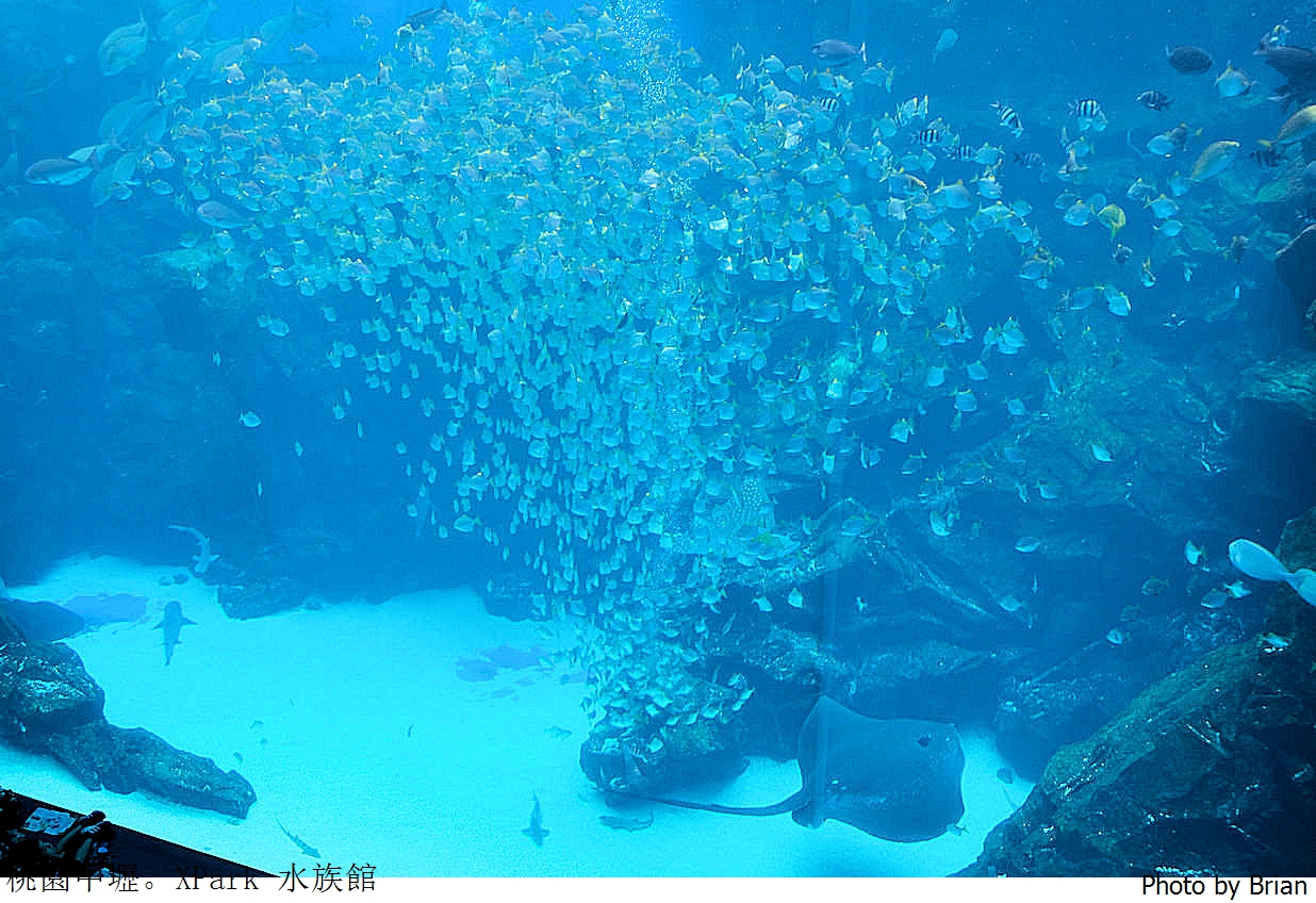 桃園親子景點青埔 XPark 水族館。桃園高鐵站旁都會型水族館 桃園親子景點青埔 XPark 水族館。桃園高鐵站旁都會型水族館