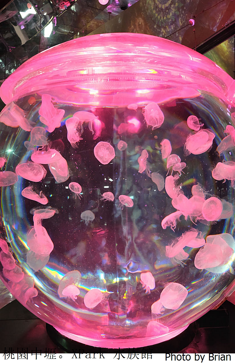 桃園親子景點青埔 XPark 水族館。桃園高鐵站旁都會型水族館 桃園親子景點青埔 XPark 水族館。桃園高鐵站旁都會型水族館