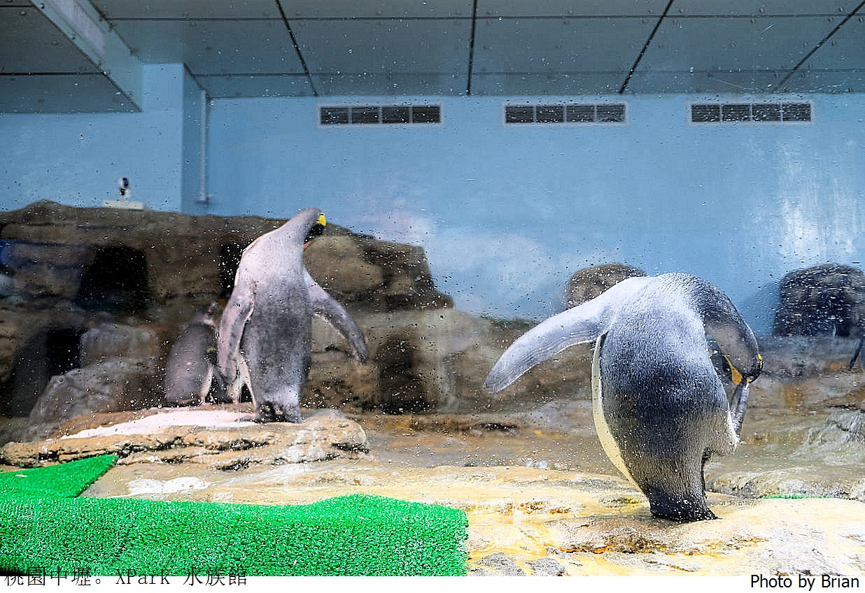 桃園親子景點青埔 XPark 水族館。桃園高鐵站旁都會型水族館 桃園親子景點青埔 XPark 水族館。桃園高鐵站旁都會型水族館