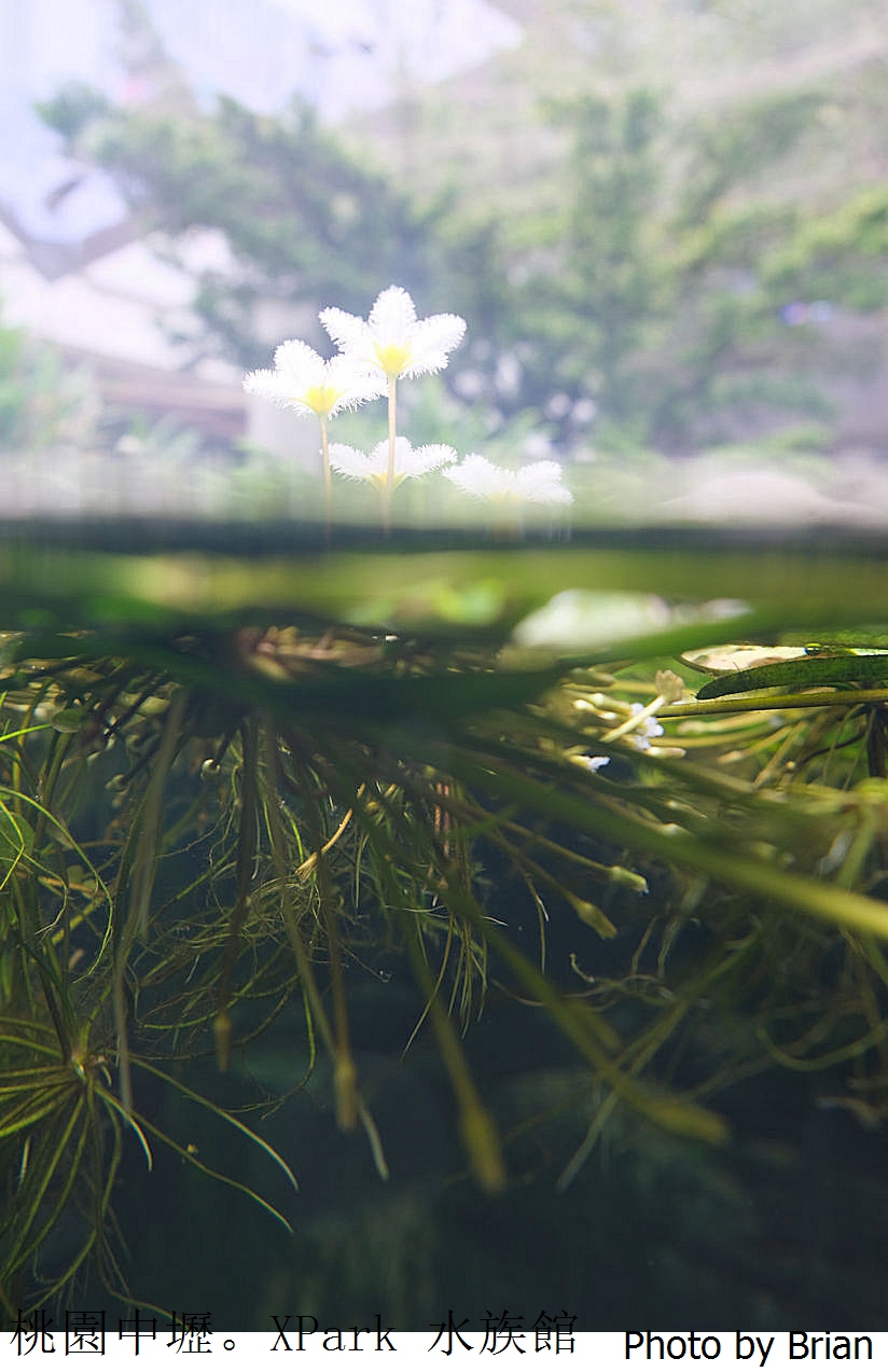 桃園親子景點青埔 XPark 水族館。桃園高鐵站旁都會型水族館